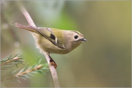 <p>KRÁLÍČEK OBECNÝ (Regulus regulus) /Goldcrest - Wintergoldhähnchen/</p>